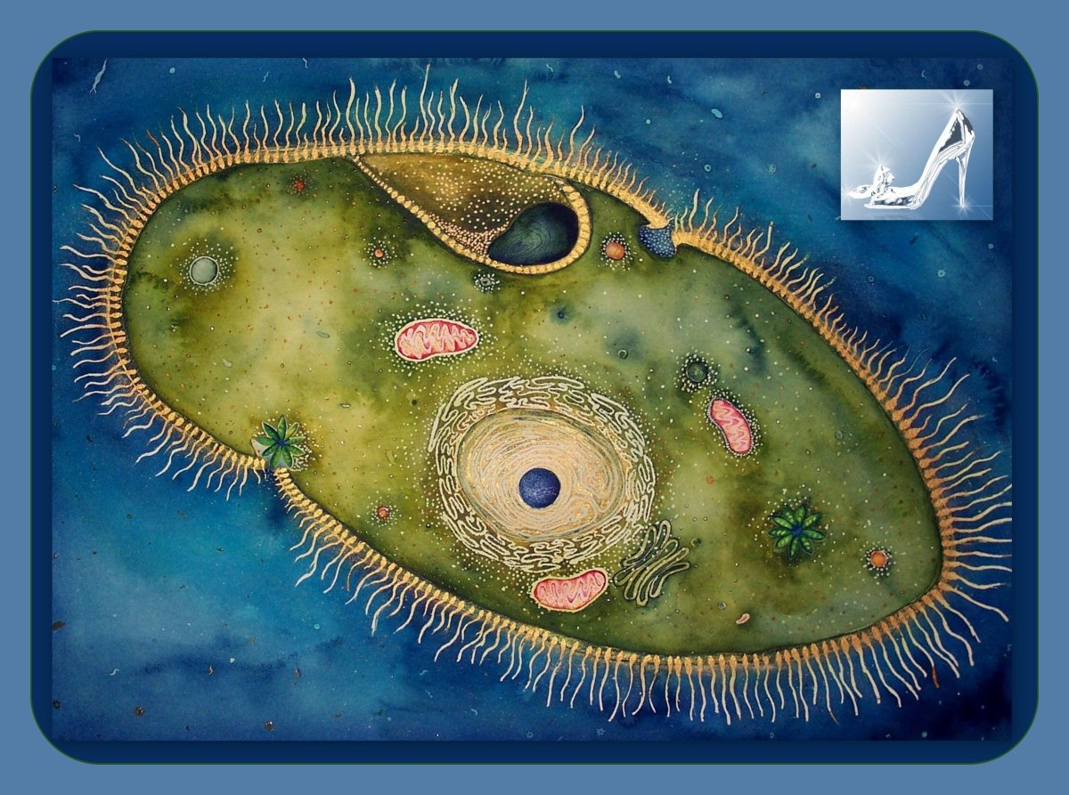 Амеба и инфузория туфелька