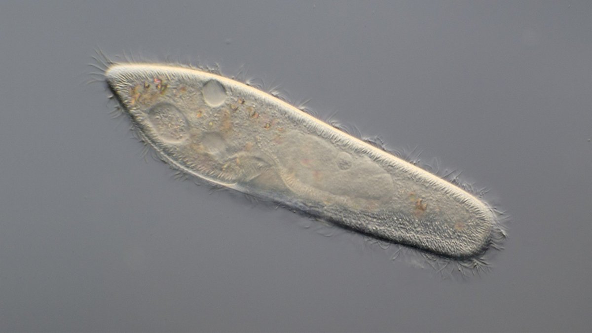 Ушастая инфузория туфелька