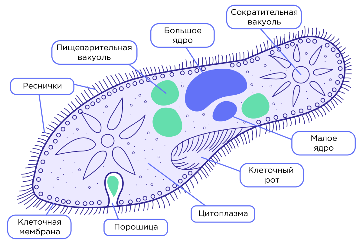 Инфузория туфелька строение пелликула