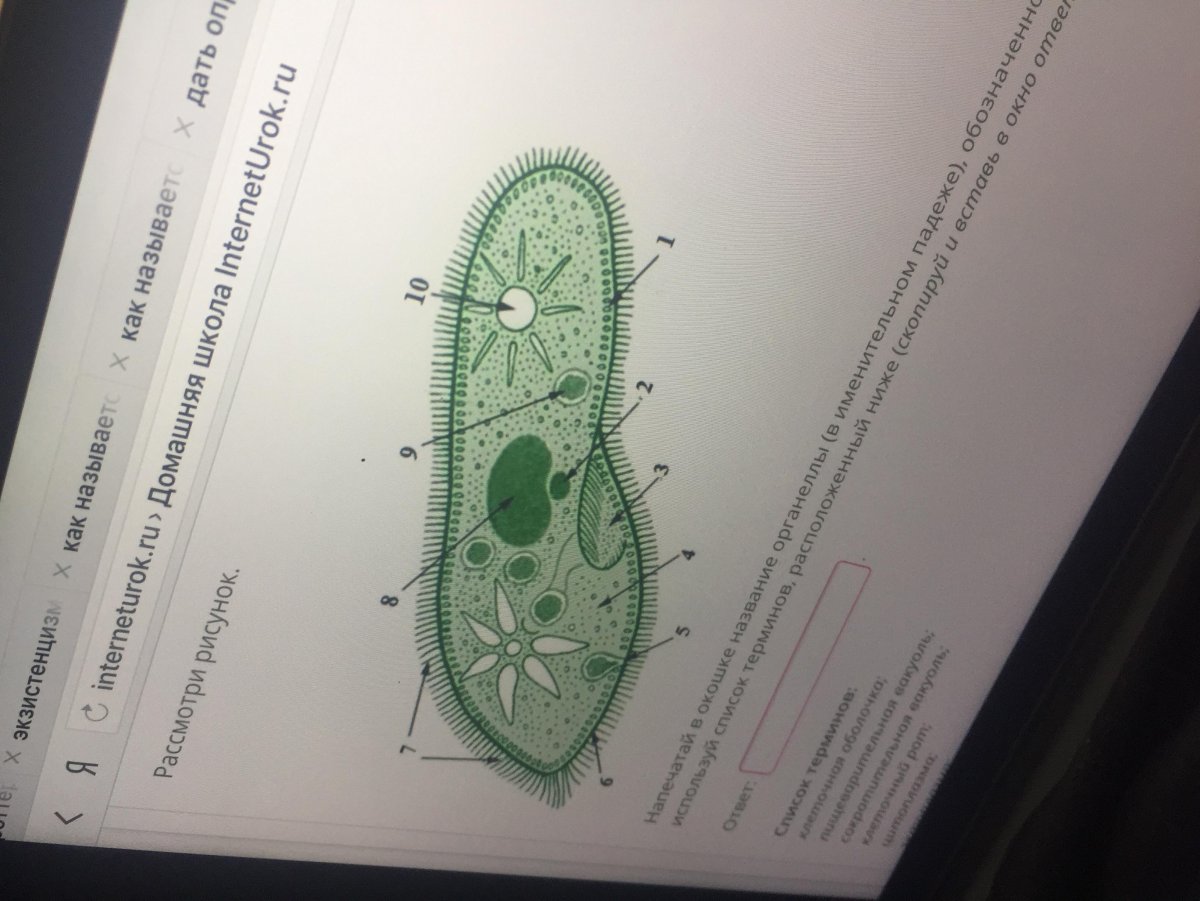 Инфузория туфелька биология 7