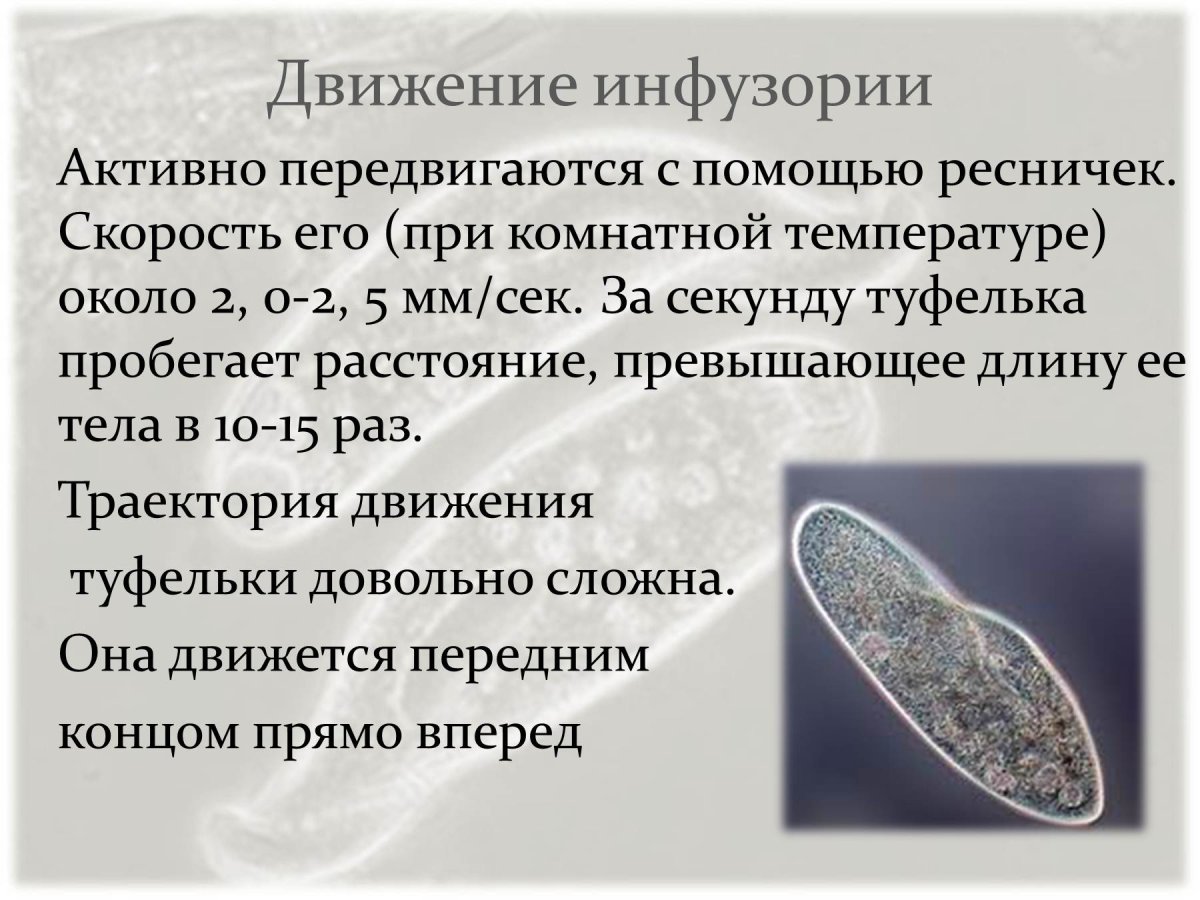 Движение инфузории туфельки 7 класс