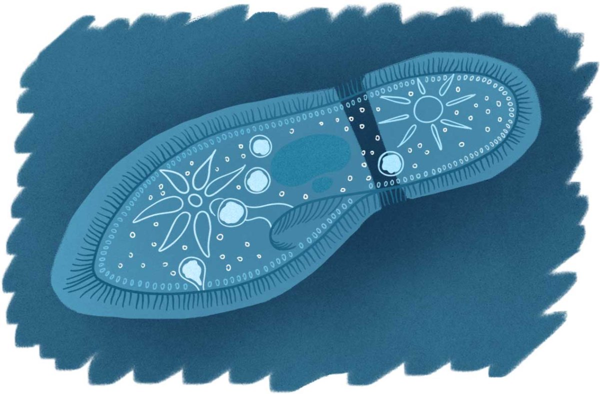 Инфузория туфелька 3д