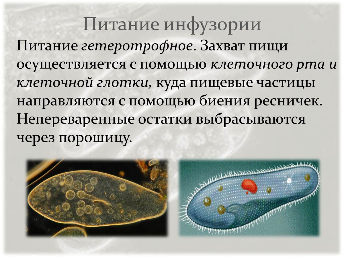 Питание инфузории туфельки 7 класс