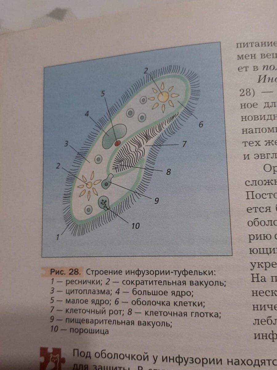 Органоиды инфузория туфелька