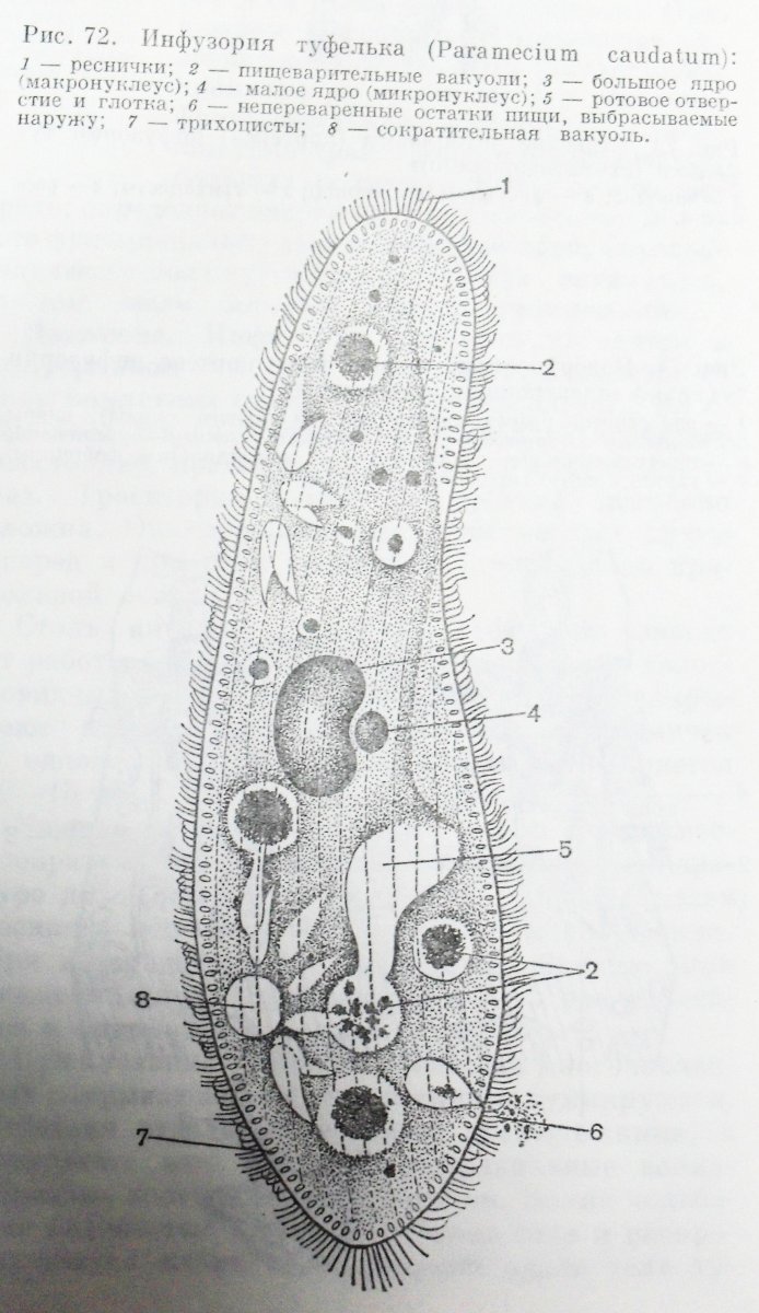 Биология инфузория туфелька строение