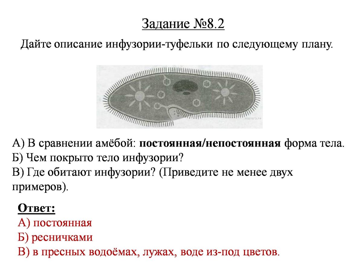 Инфузория туфелька форма тела