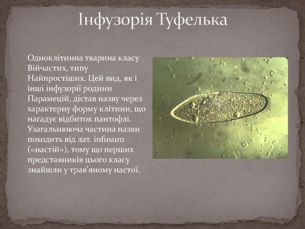 Инфузория туфелька