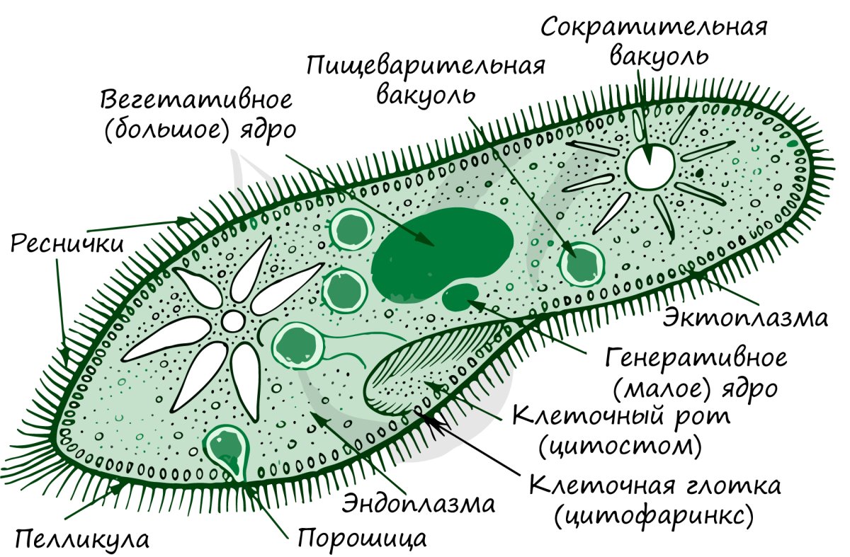 Рисунок клетки инфузории туфельки