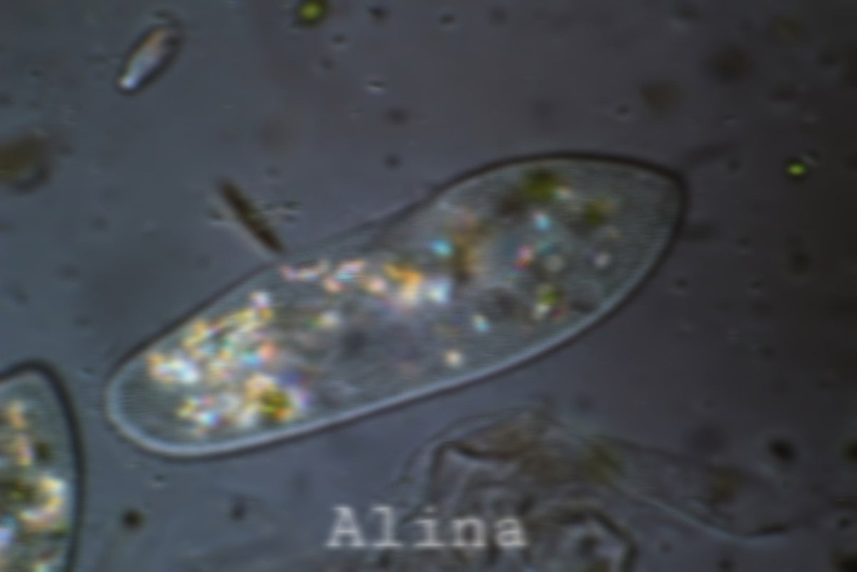 Одноклеточные организмы инфузория туфелька