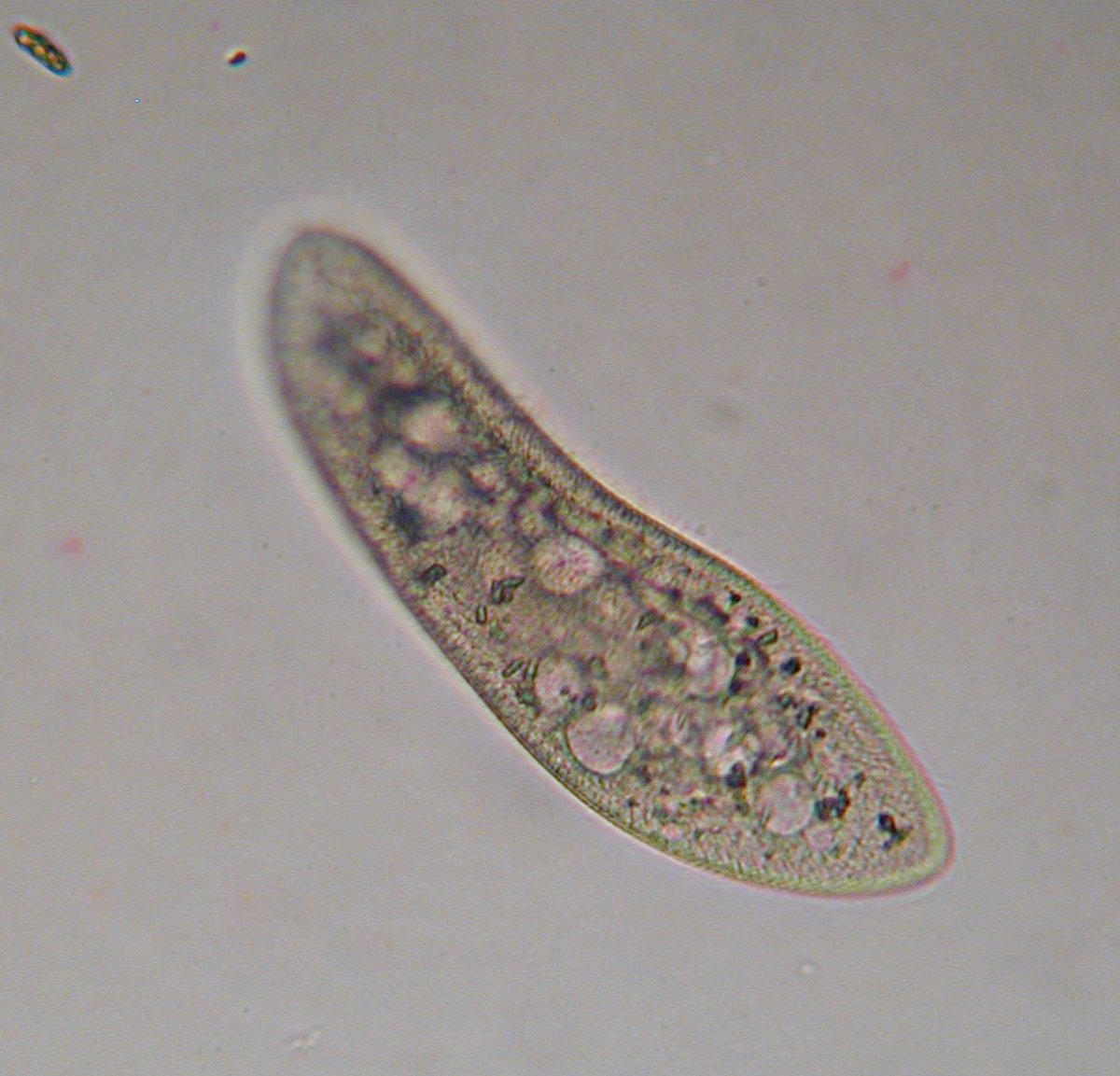 Инфузории Paramecium