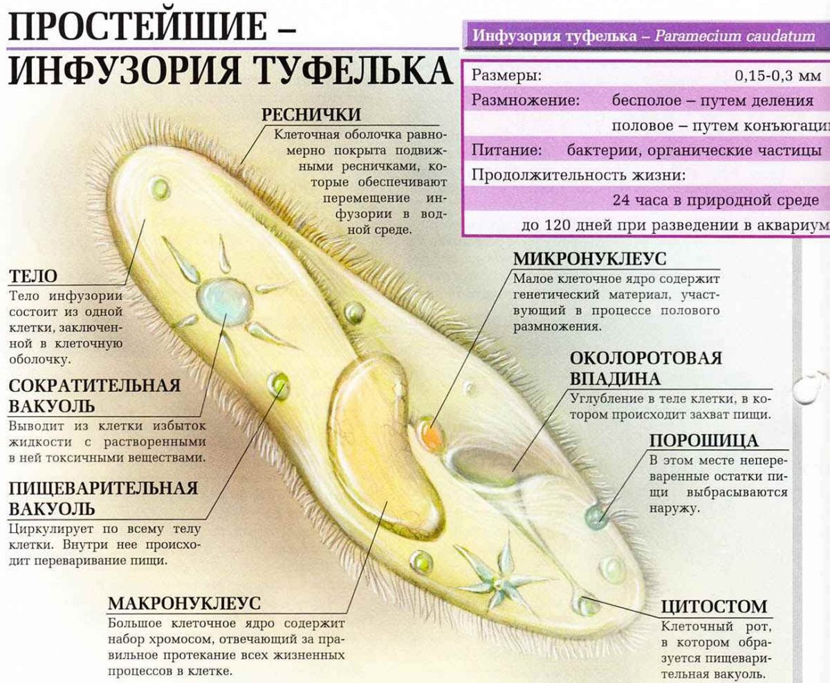 Строение органоидов инфузории туфельки