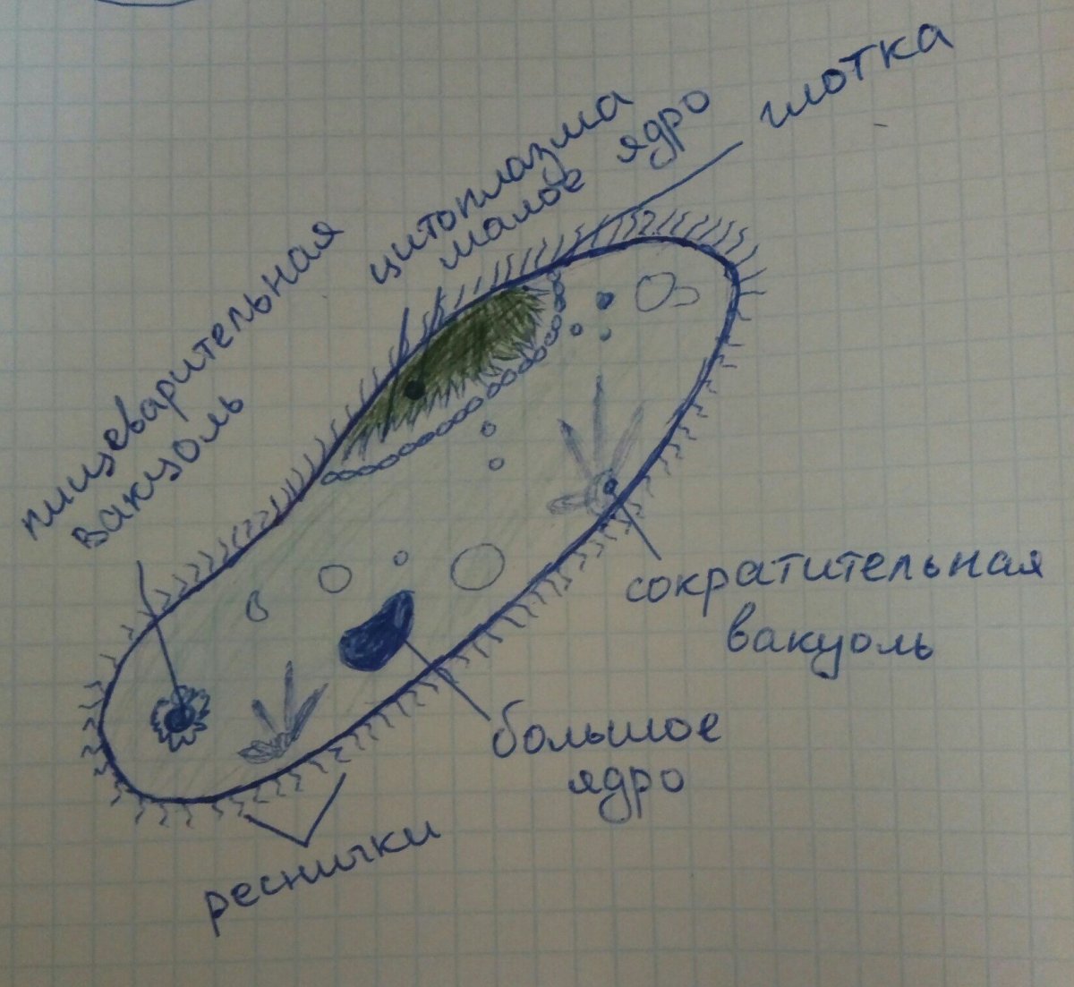 Микропрепарат простейшего инфузория туфелька