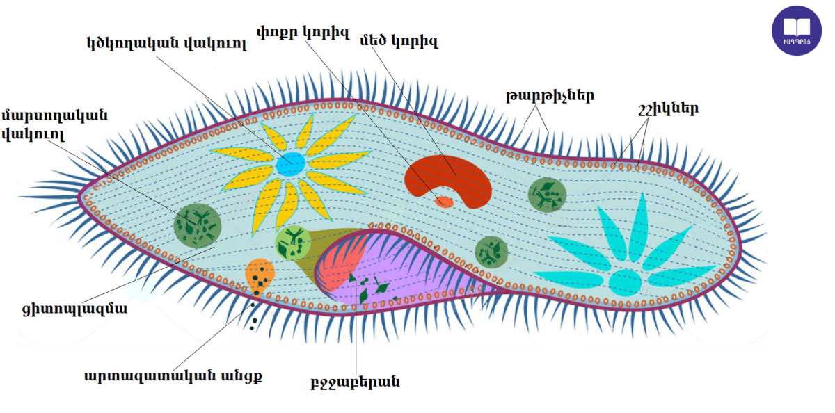 Одноклеточные организмы инфузория туфелька