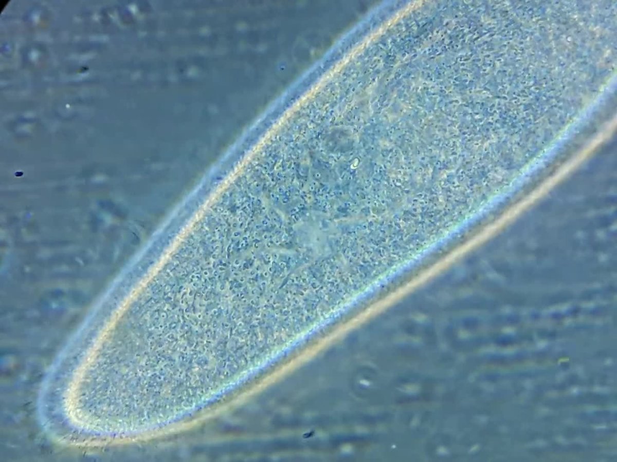 Инфузория туфелька под микроскопом 500 кратное увеличение