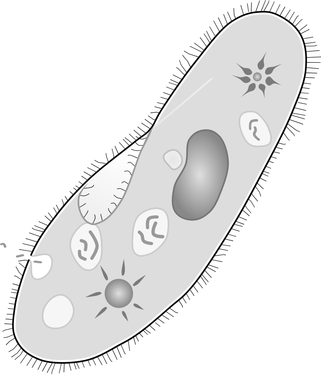 Одноклеточные инфузория туфелька