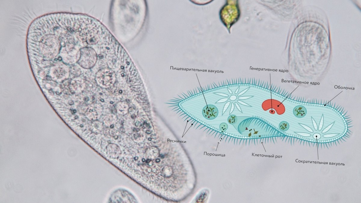 Инфузория туфелька под микроскопом 800