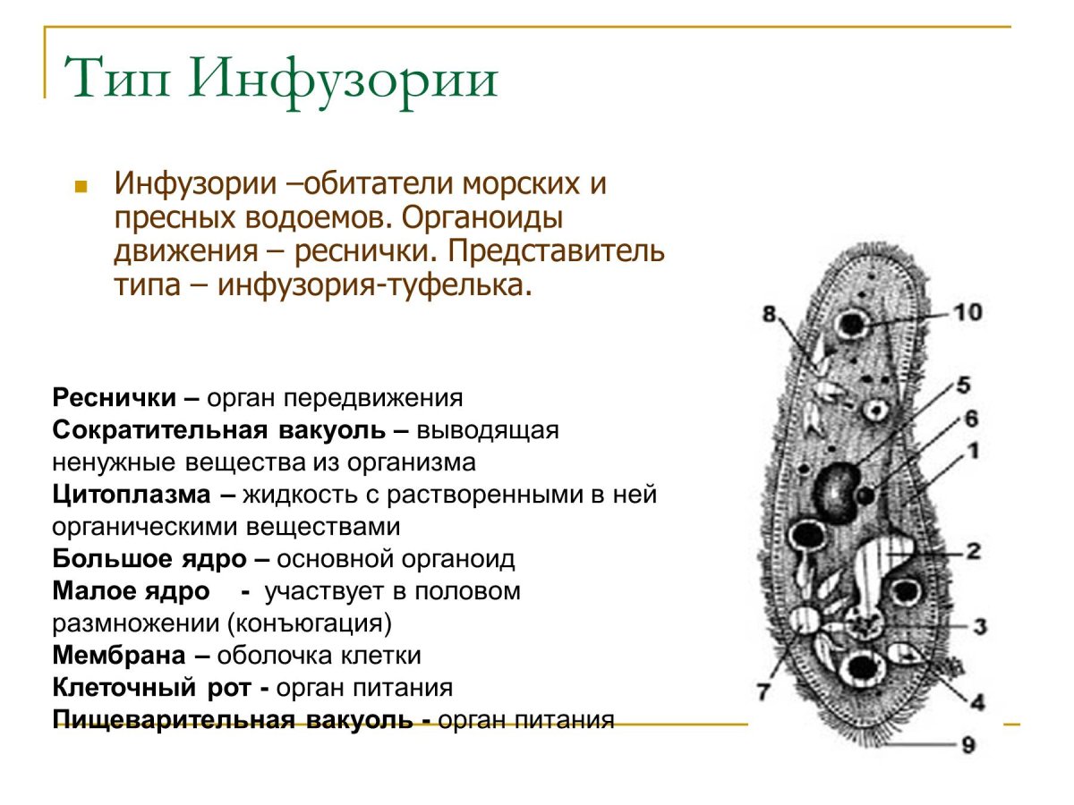 Органоиды инфузории туфельки 7 класс