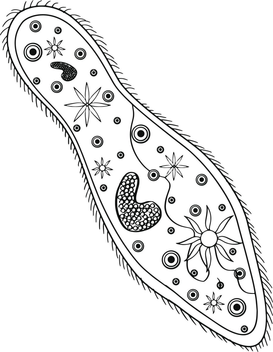 Инфузория туфелька инфузория туфелька