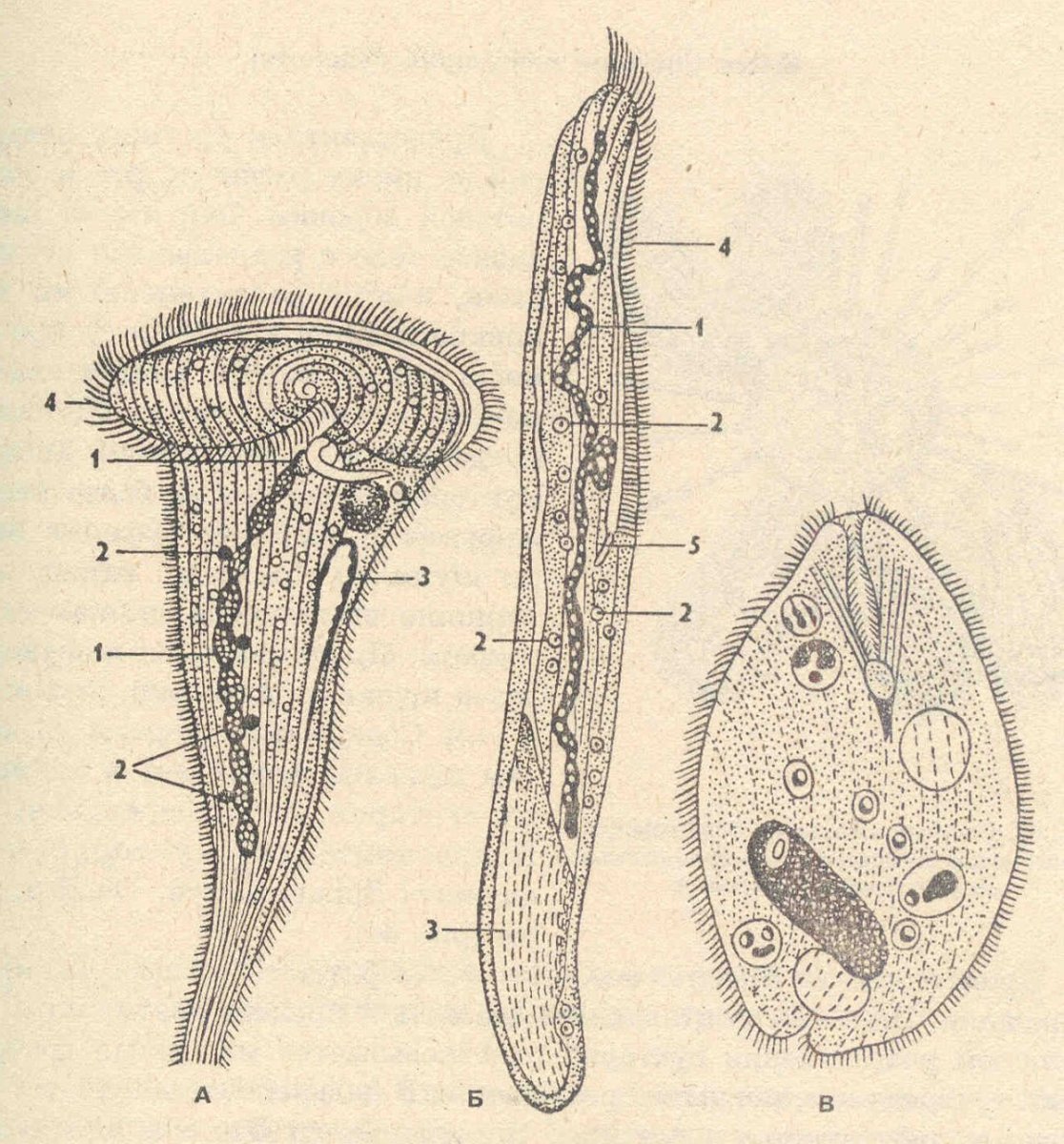 Спиростомум Spirostomum