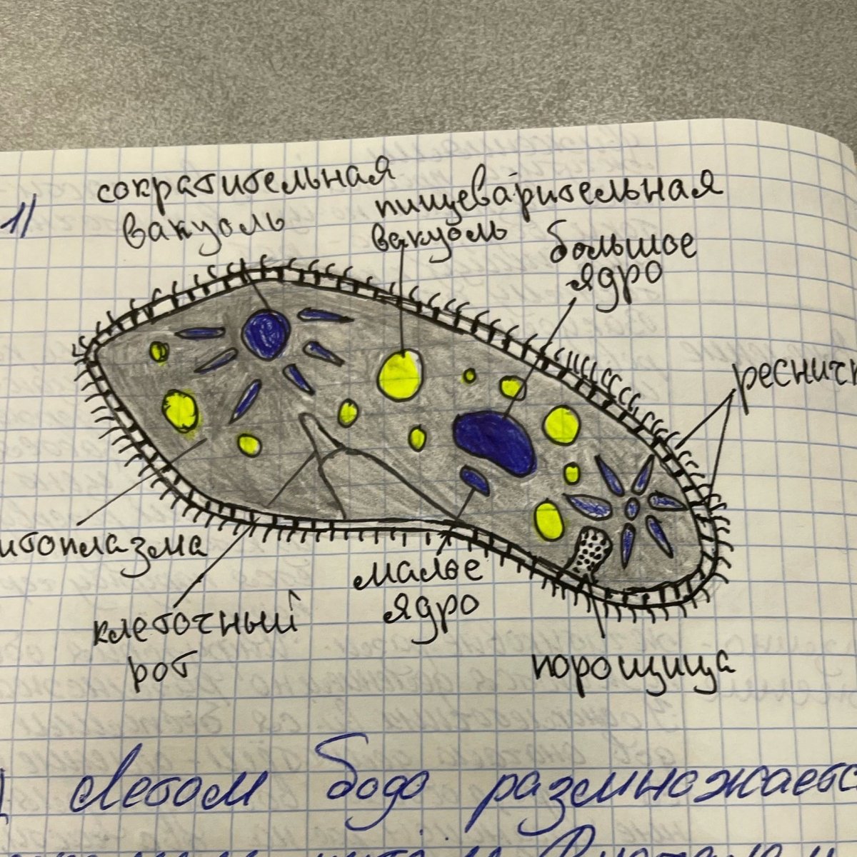 Рисунок инфузории туфельки