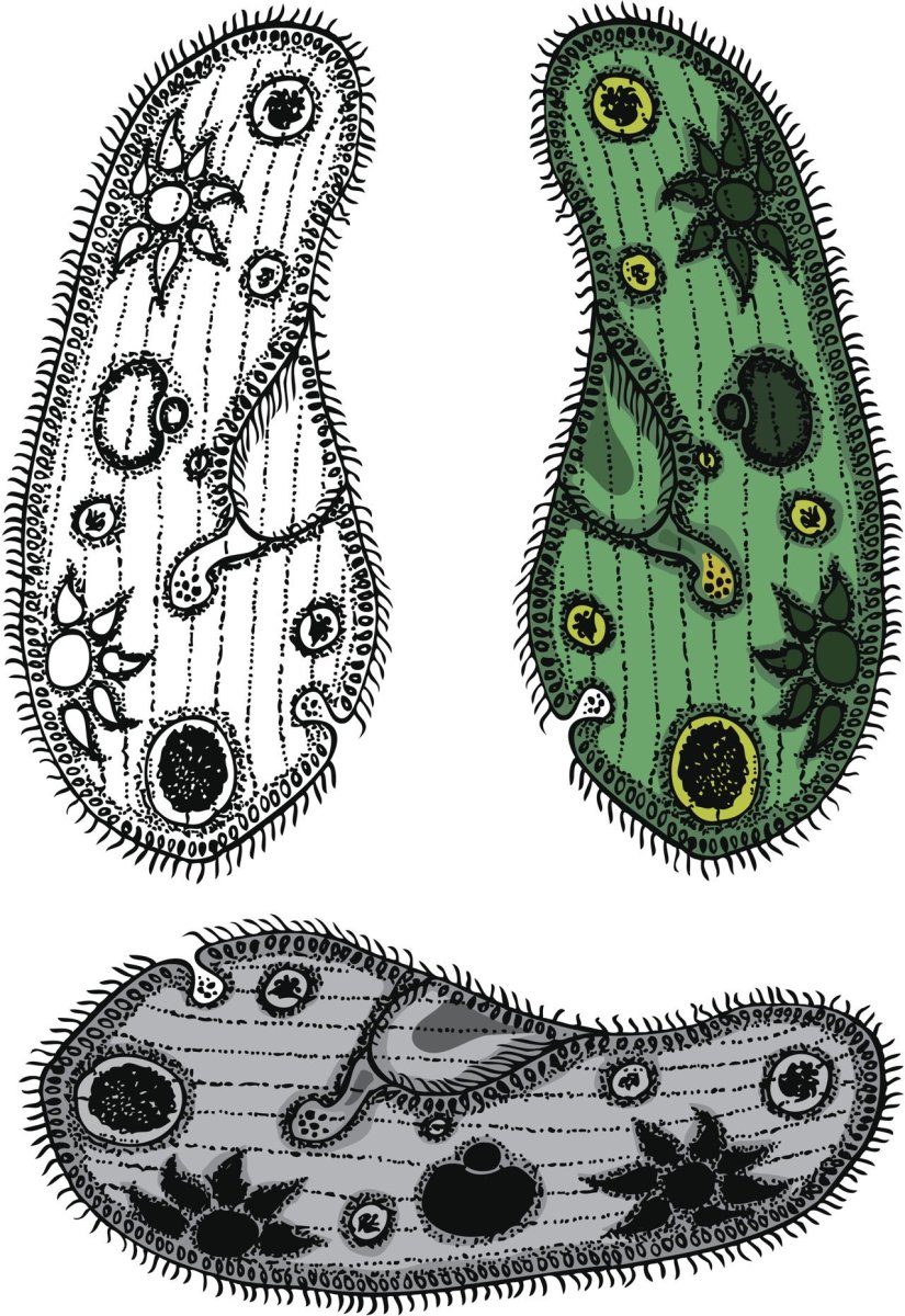 Модель инфузории туфельки из пластилина