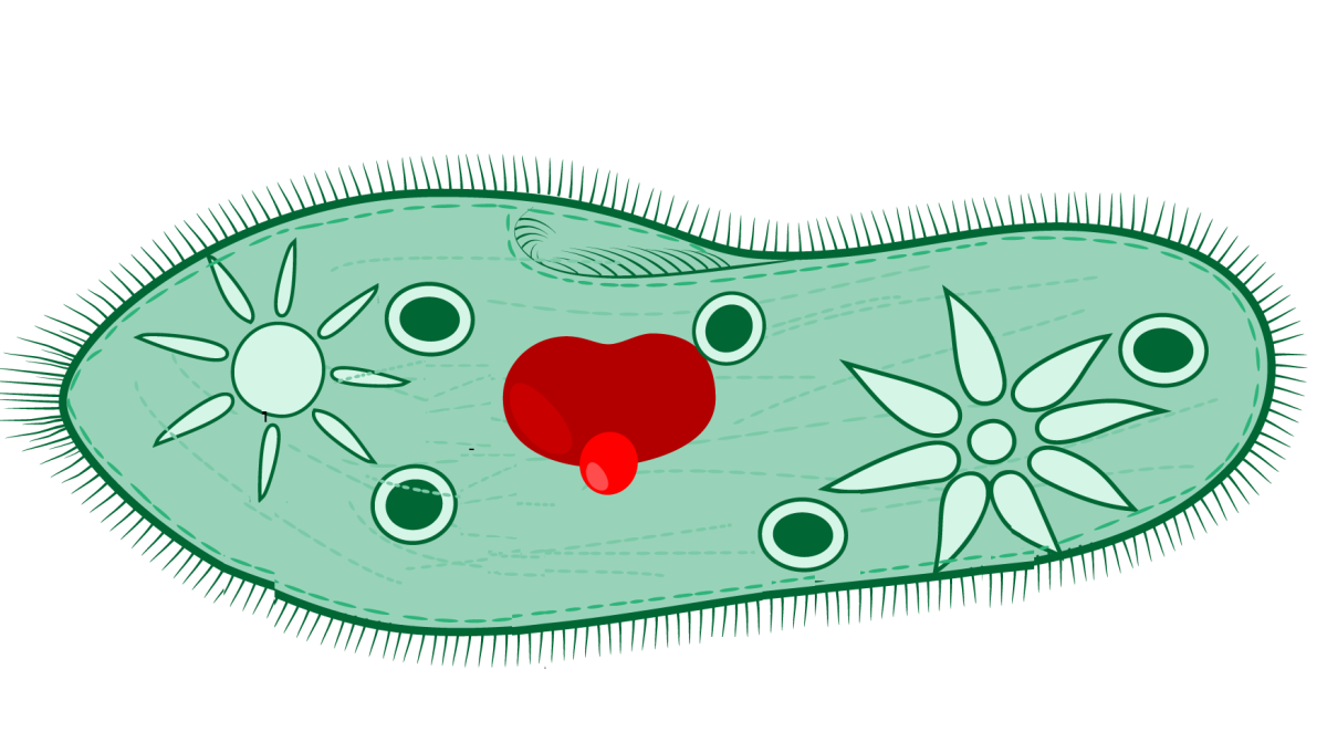 Инфузория туфелька 3д