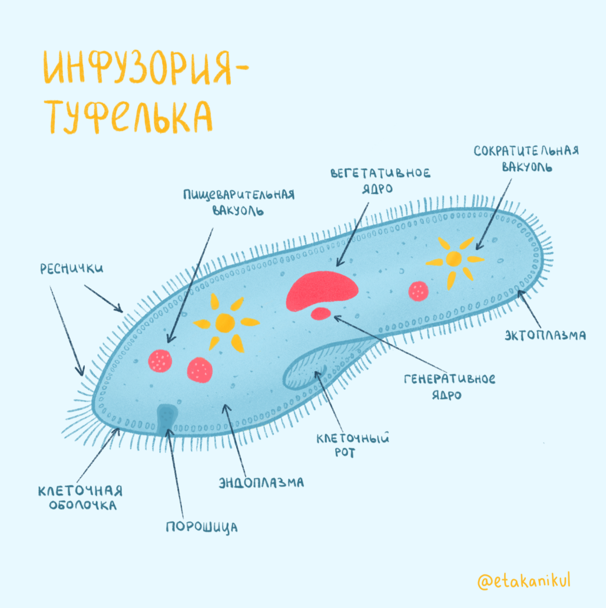 Инфузория туфелька строение