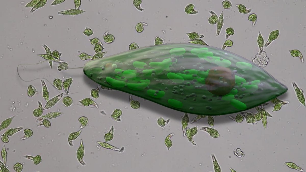 Инфузория в микроскопе