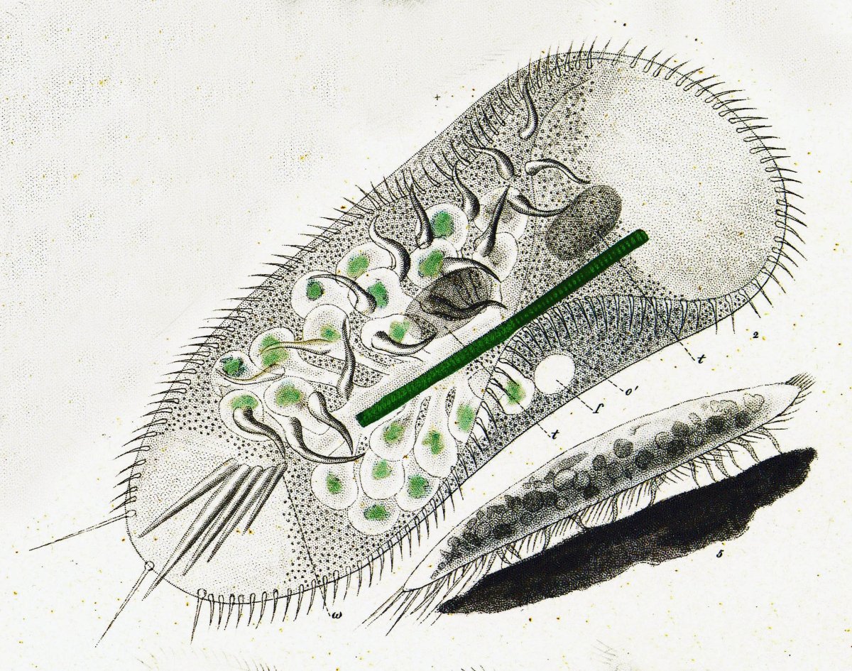 Стилонихия митилус