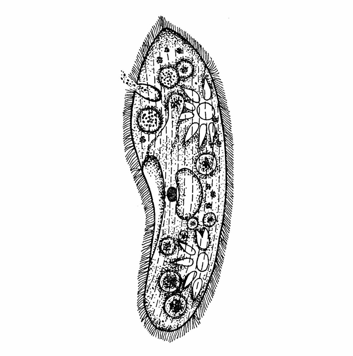 Инфузория туфелька