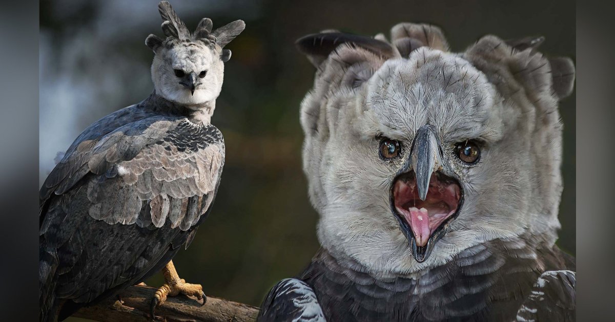 Белая Гарпия птица