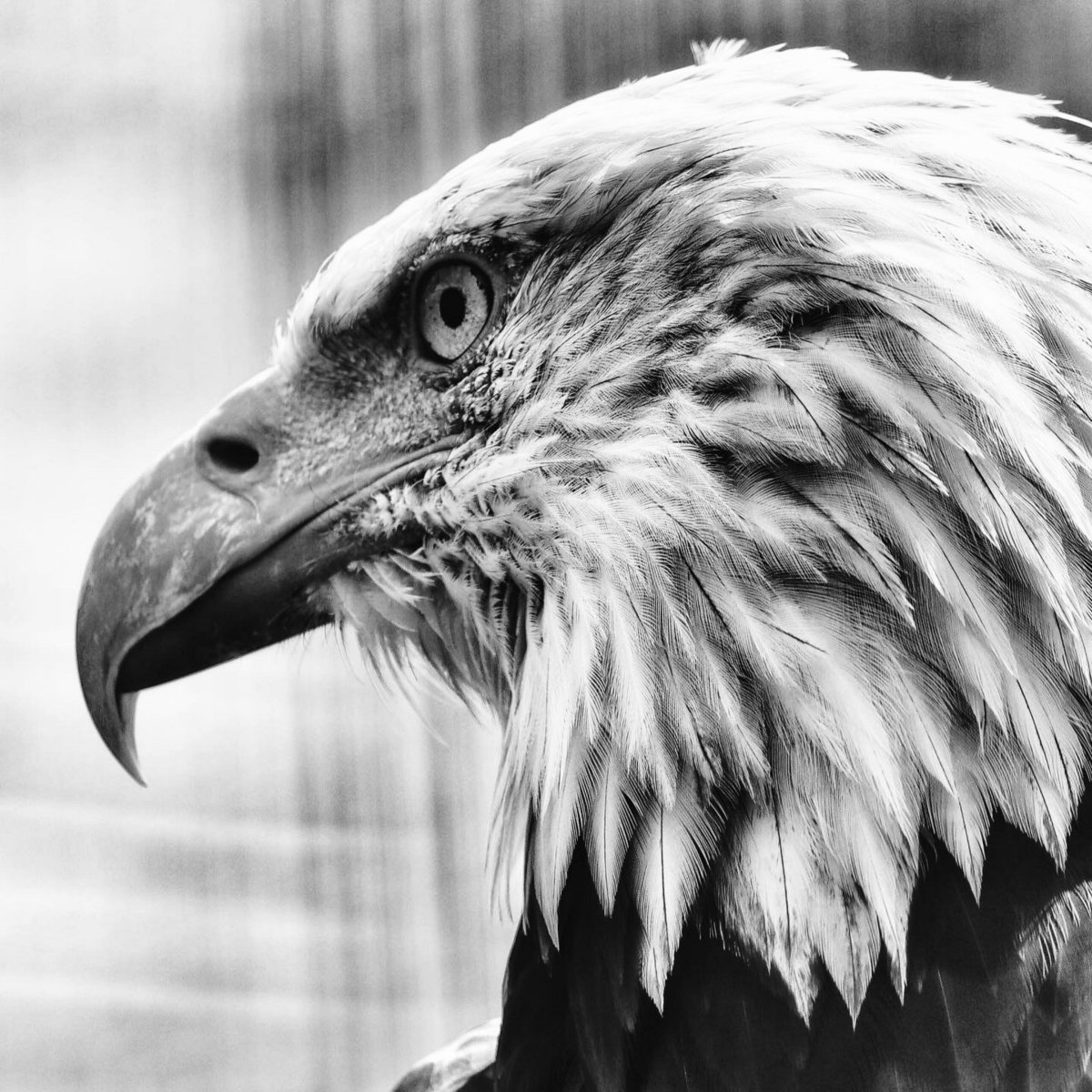 Хищные птицы