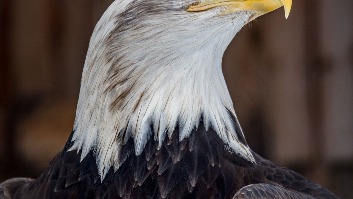 Белый Орел птица