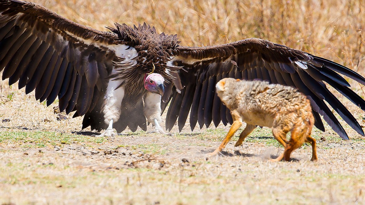 Андский Кондор размах крыльев