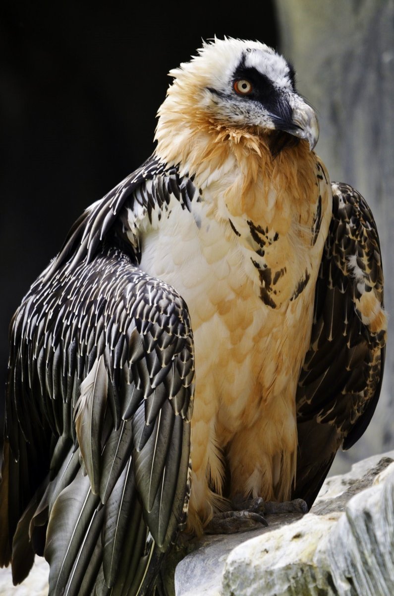 Орел Гарпия