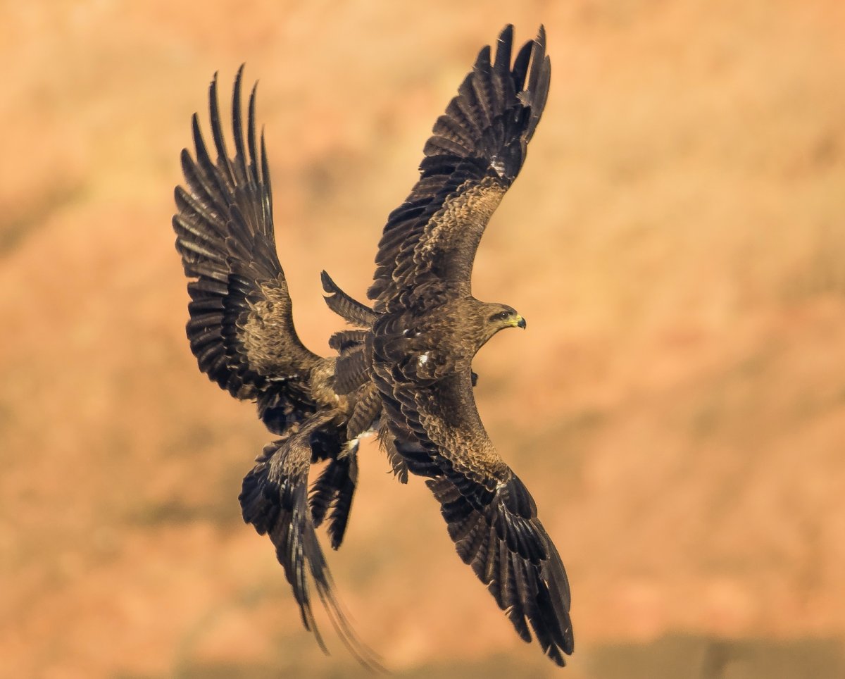 Череп черного коршуна