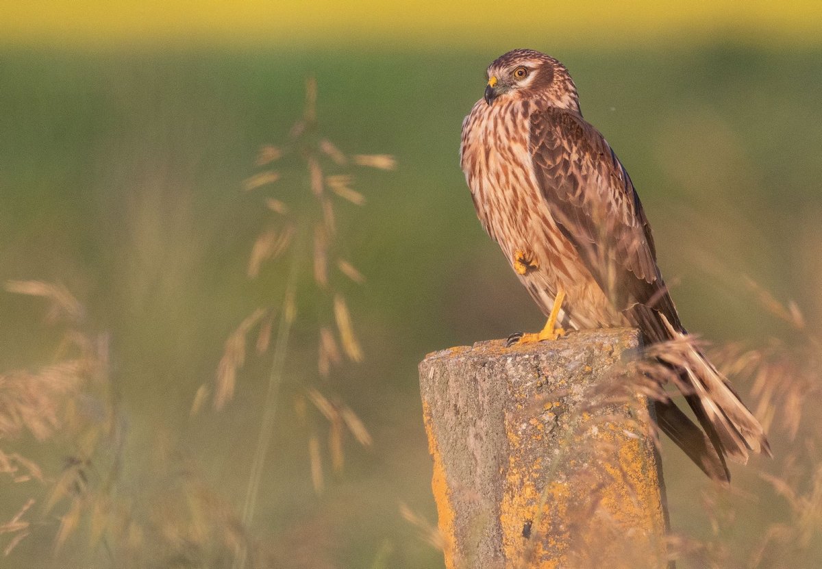 Хищные птицы Тульской области Веневского