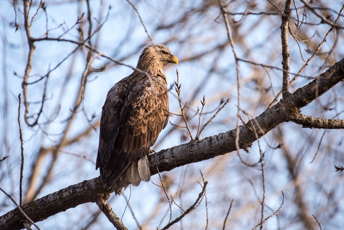 Орлан-белохвост капкан
