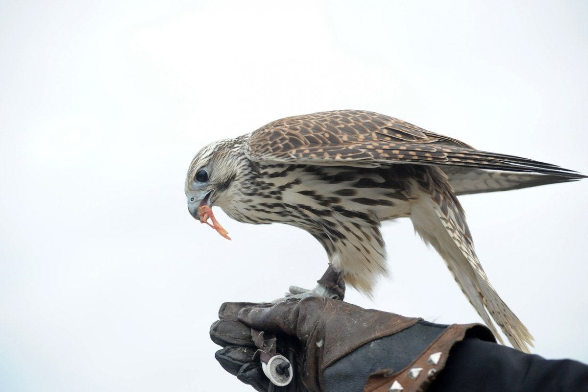Камчатский Кречет птица