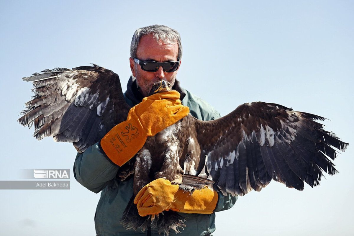 Андский Кондор Гарпия