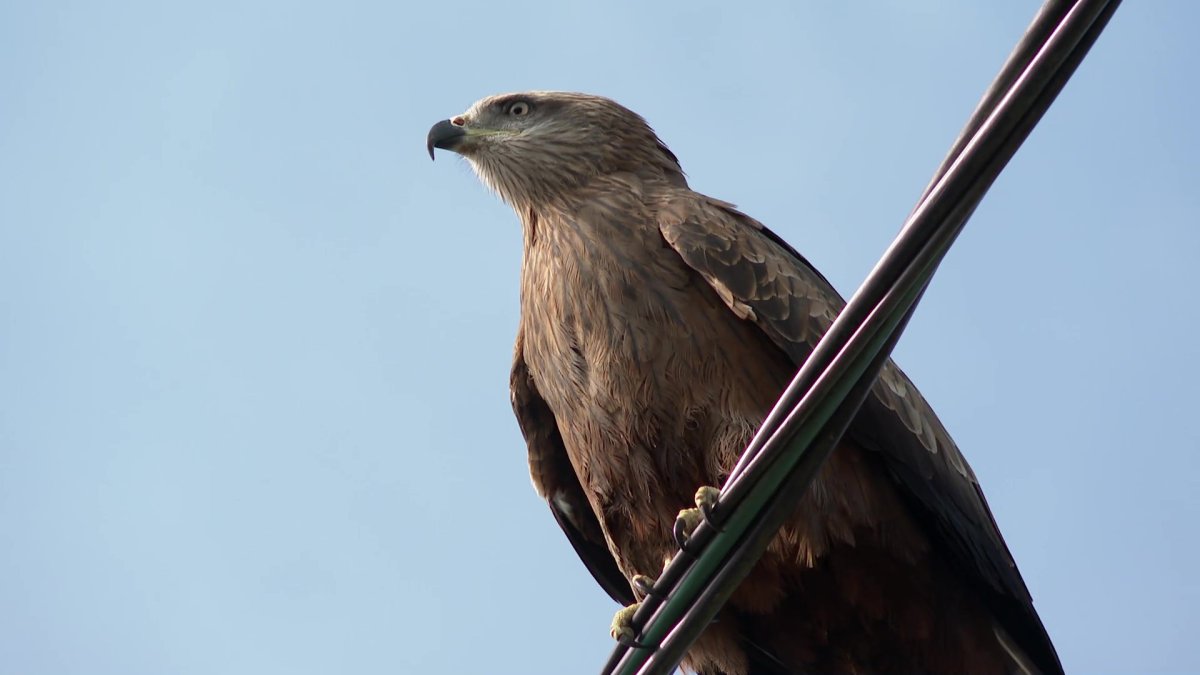 Геншин хелёный Коршун