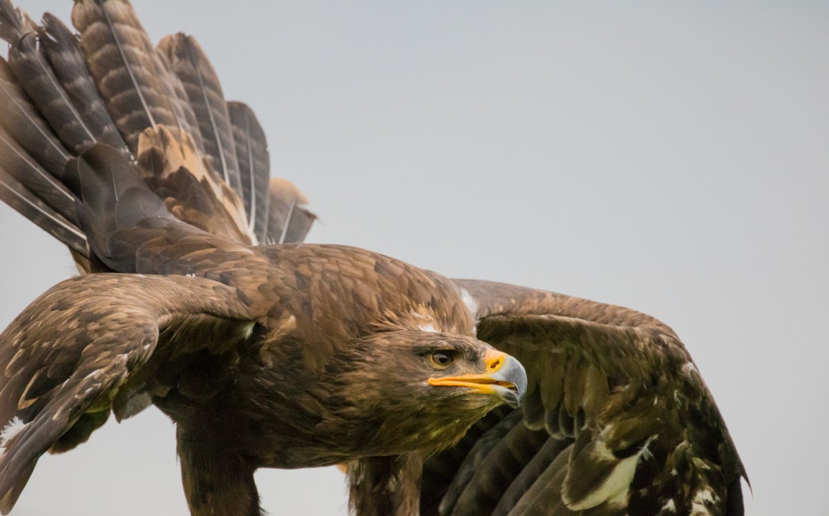 Музей Орлов птиц