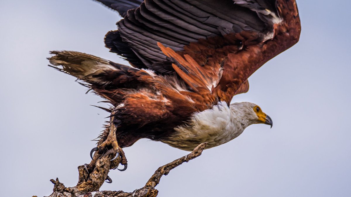 Орел птица в Крыму