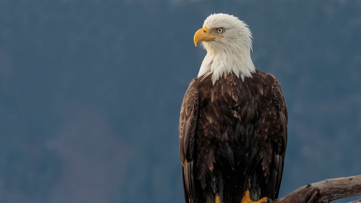 Обои на рабочий стол Орел