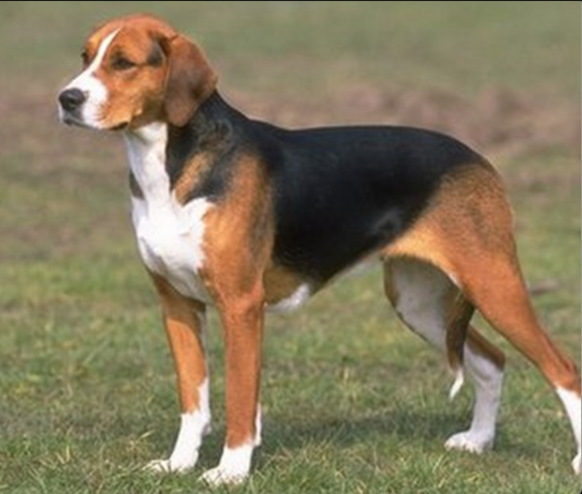 Гончие породы собак