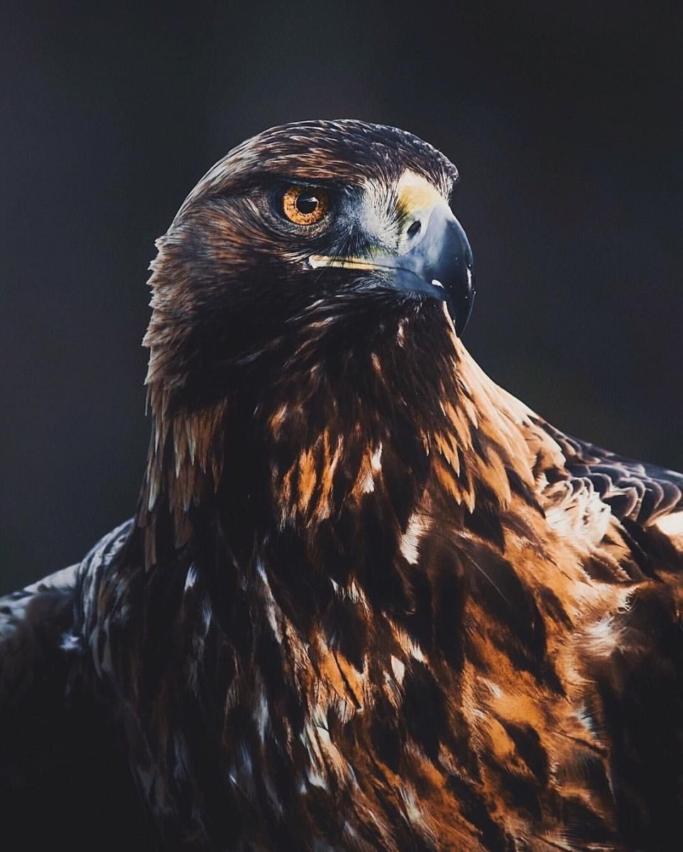 Орел ястреб Коршун Беркут