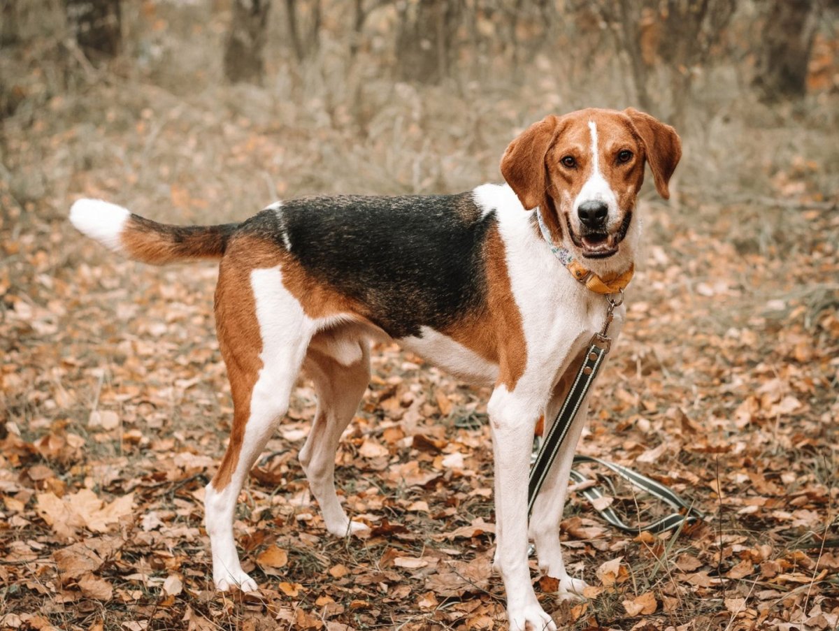 Бонд собака