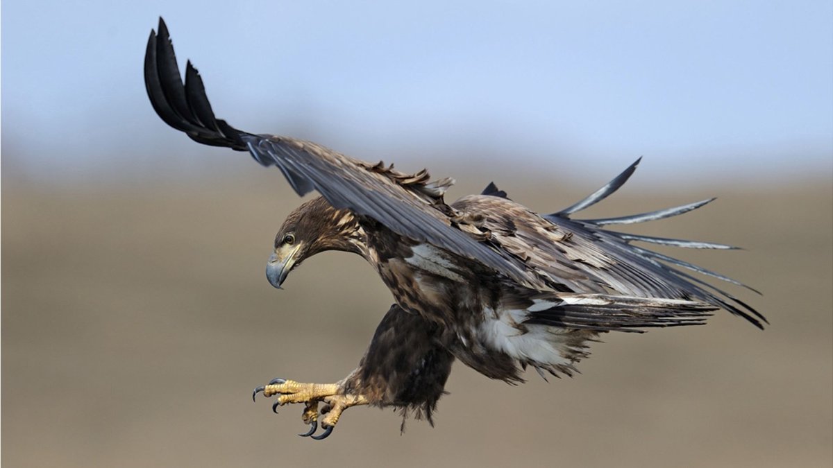 Орел ястреб Коршун Беркут