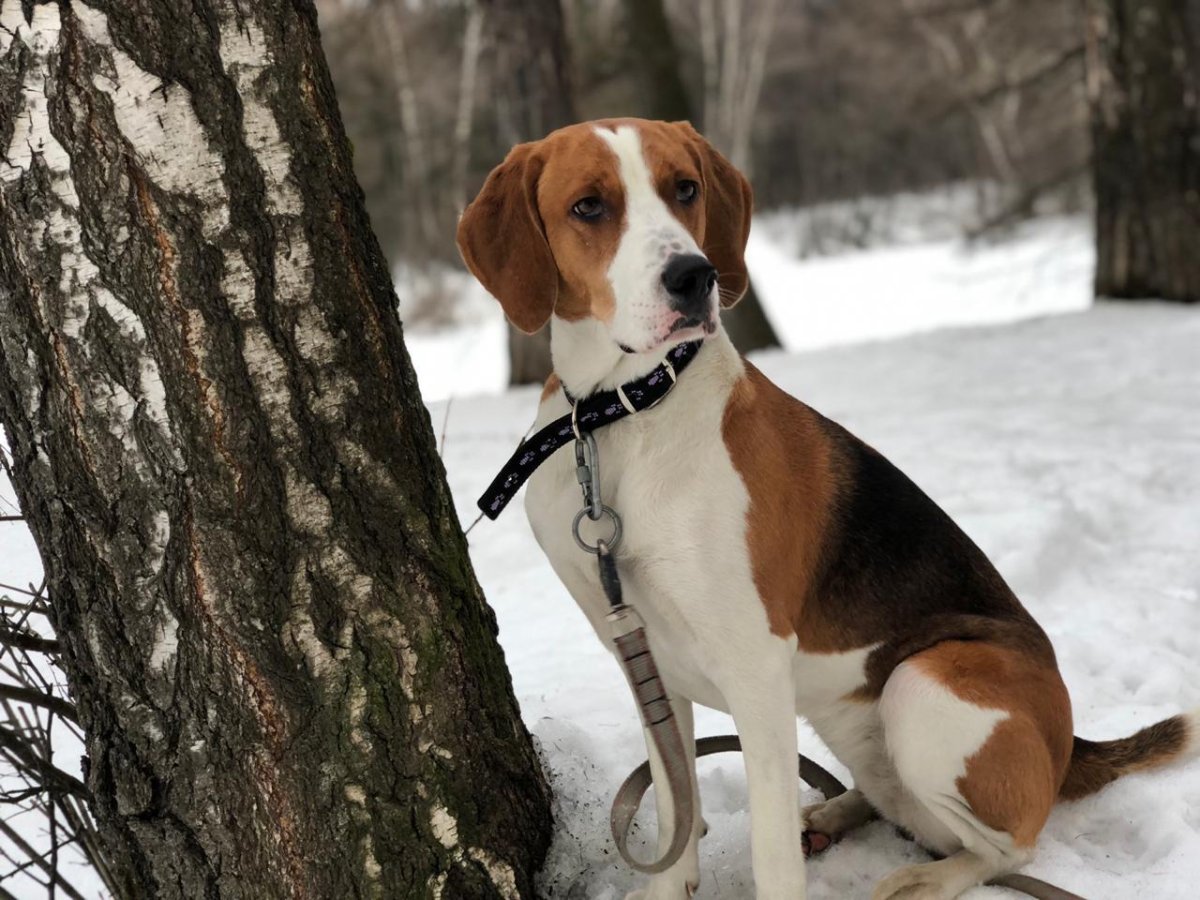 Бигль гончая