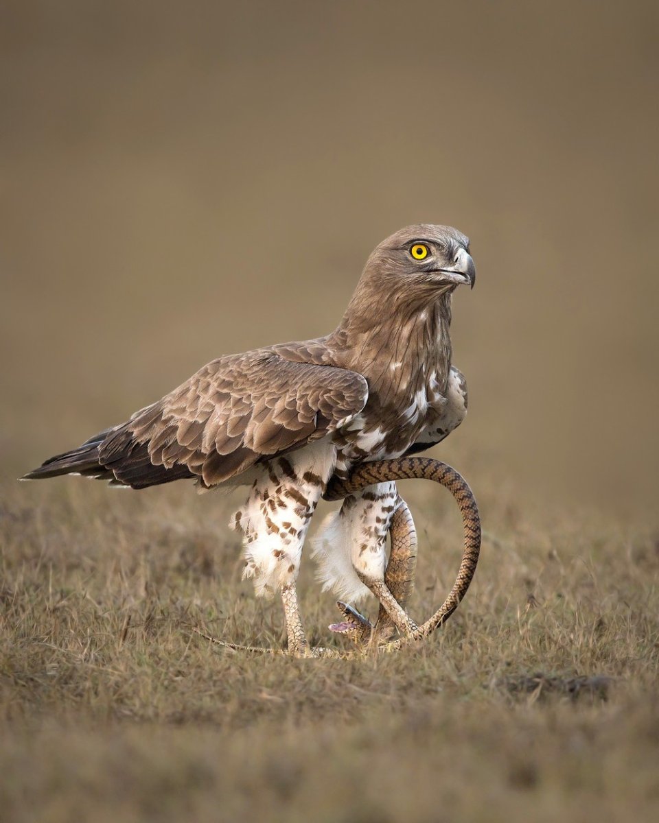 Хохлатый Змееяд